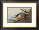 "Western Duck" Framed Digital Print by John James Audubon, 26"x20"