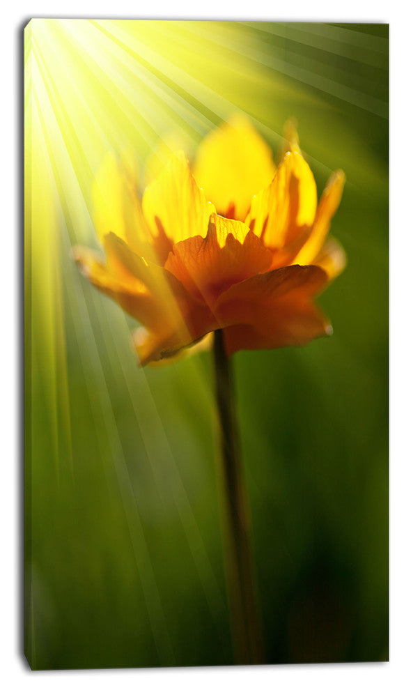 Large Yellow Flower in Spotlight, Large Flower Canvas Art Print, 16"x32"