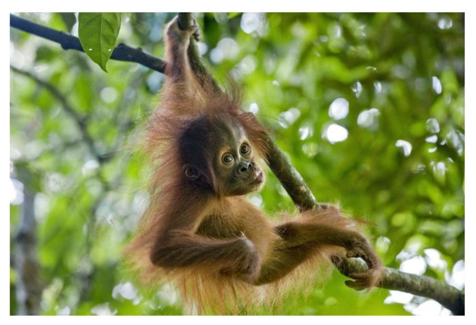 "Sumatran Orangutan baby playing in tree, north Sumatra" Paper Art, 32"x22"