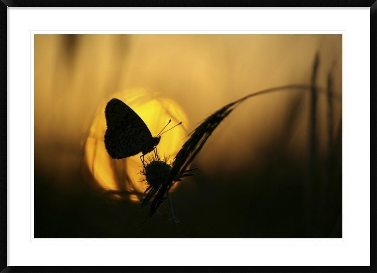 "August" Framed Digital Print by Janini (Zhana Topchieva), 44x32"