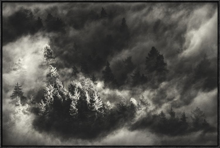 Trees in Mist, 36"x24"