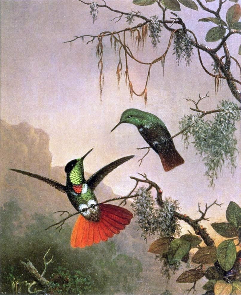 Martin Johnson Heade Two Hooded Visorbearer Hummingbirds Wall Decal