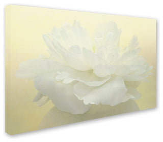 Cora Niele 'Pure White Peony' Canvas Art