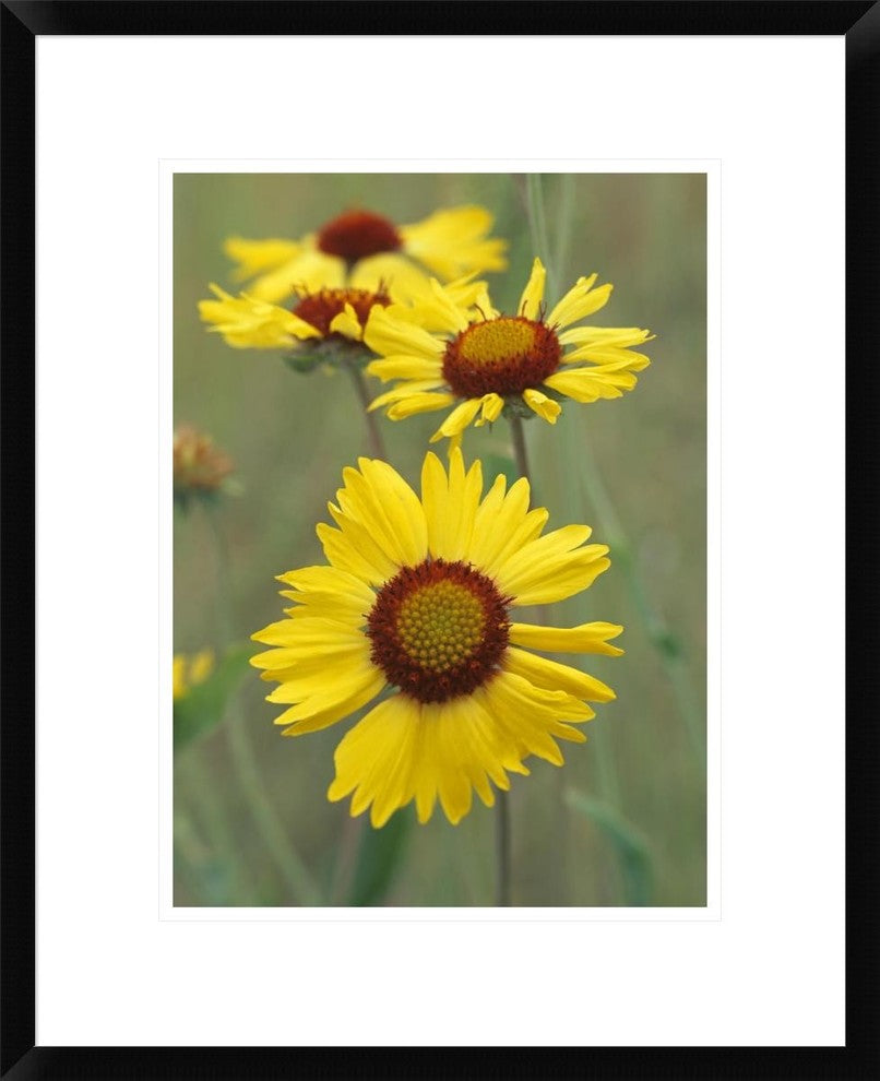 Blanketflower Close Up Showing Dense Pistils In Center, North America, 18"x22"