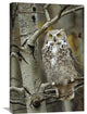 "Great Horned Owl Pale Form, Perched In Tree, Alberta, Canada" Artwork