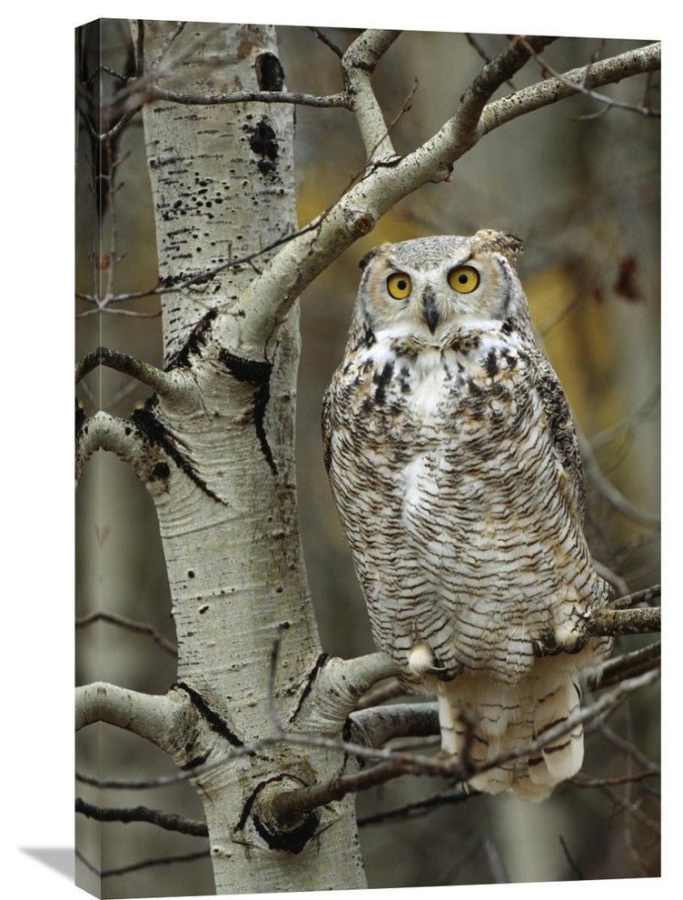 "Great Horned Owl Pale Form, Perched In Tree, Alberta, Canada" Artwork