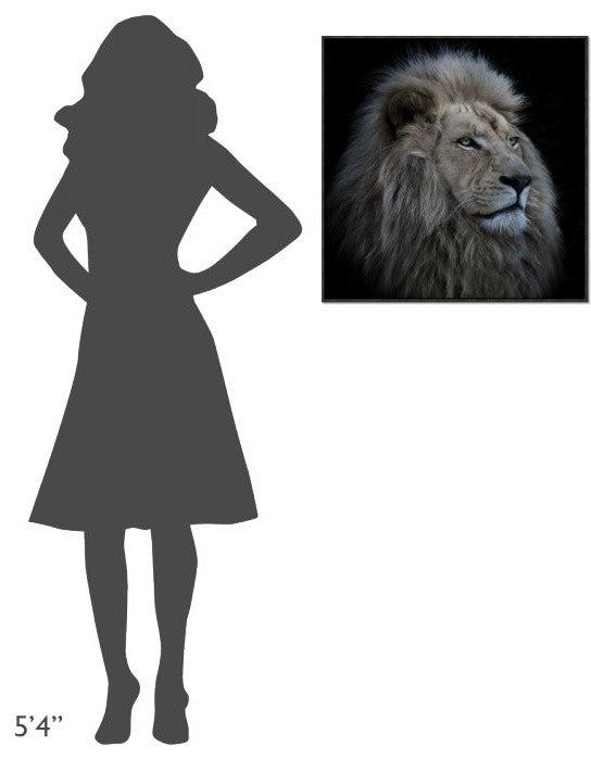 "Proud Lion" Framed Canvas Giclee by Louise Wolbers, 25x25"