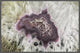 "Crackled" Floater Framed Painting Print on Canvas, 30"x20"