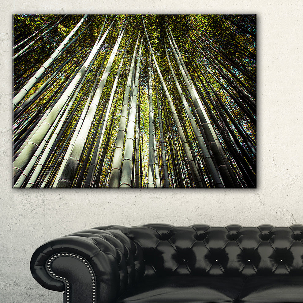 "Long Bamboos in Bamboo Forest" Forest Canvas Wall Art Print, 40"x20"