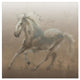 "Stallion II on Leather" Digital Paper Print by James Wiens, 26"x26"