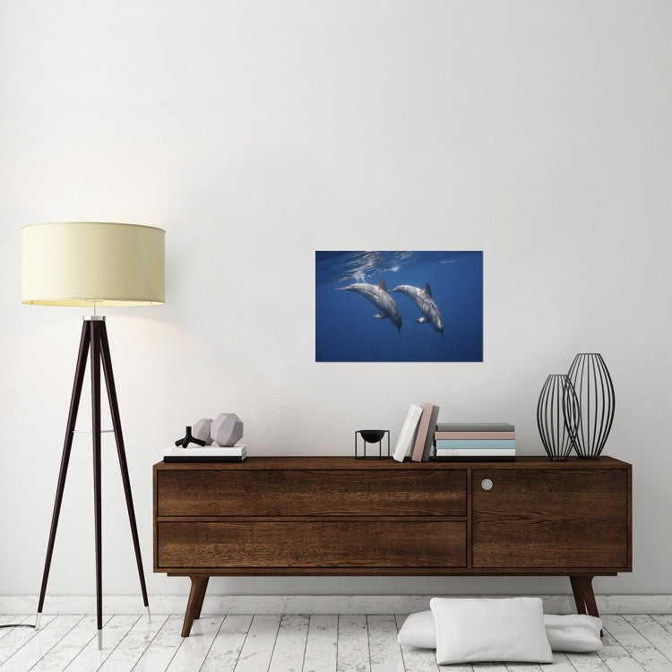 "Two Bottlenose Dolphins" Stretched Canvas Giclee by Barathieu Gabriel, 30"x20"