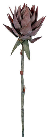 Vickerman Dried Protea Stem, 2 per Bag