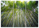 "Bamboo forest of Kyoto Japan." Canvas Wall Art Print, 3 Panels, 36"x28"