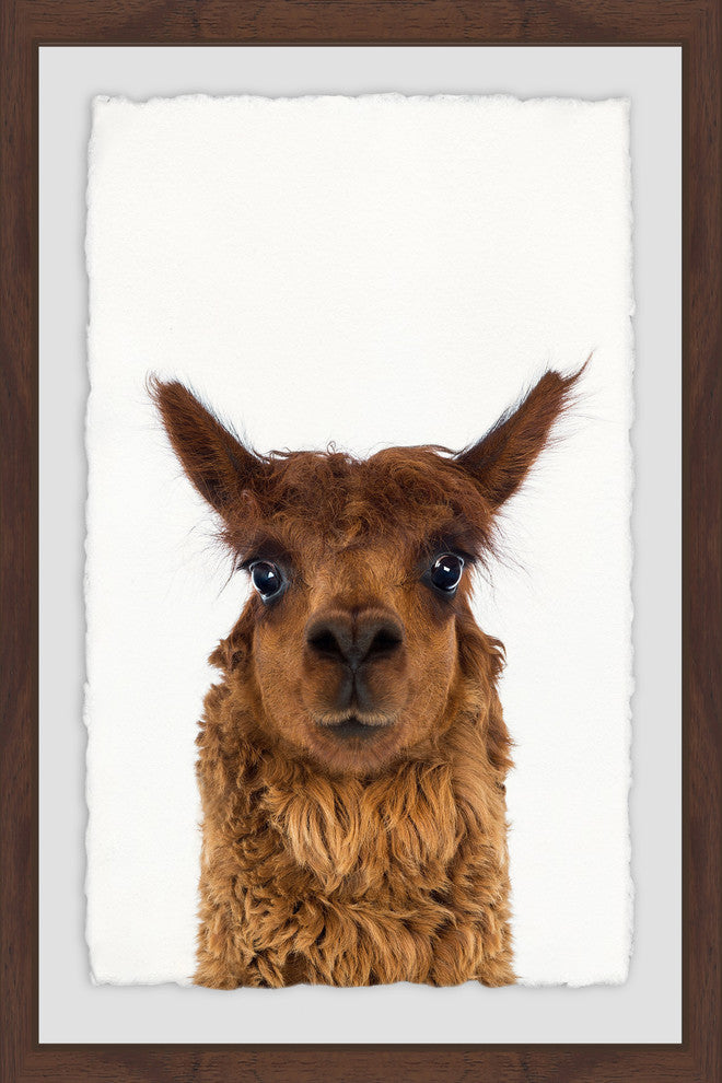 "Staring Llama" Framed Painting Print, 20"x30"