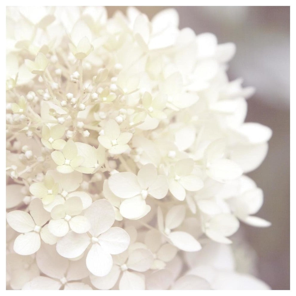 "Hydrangea Dream I" Digital Paper Print by Laura Marshall, 26"x26"