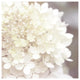 "Hydrangea Dream I" Digital Paper Print by Laura Marshall, 26"x26"
