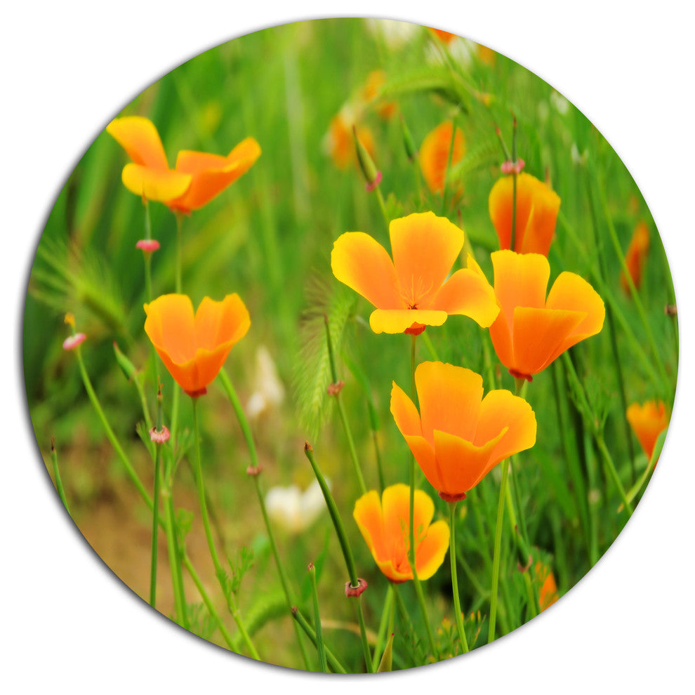 Bright Yellow Poppy Flowers, Floral Disc Metal Wall Art, 36"