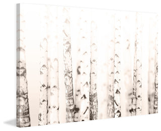 Birchwood Print on Canvas, 152x101 cm