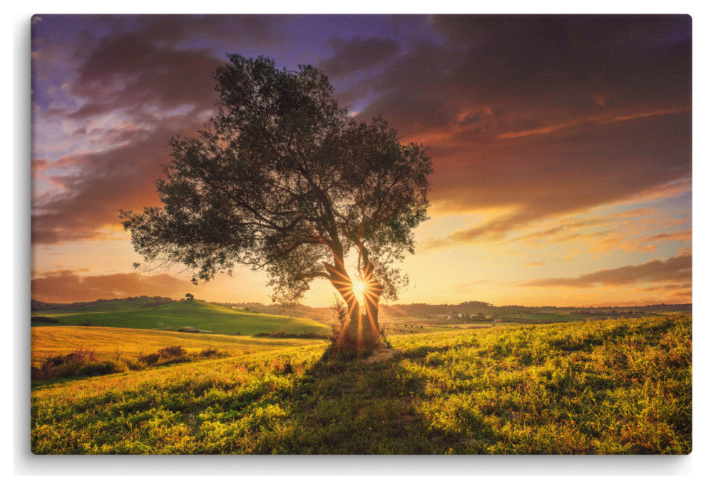 Countryside Olive Tree Sunset Landscape Photo Canvas Wall Art Prints, 24" X 36"