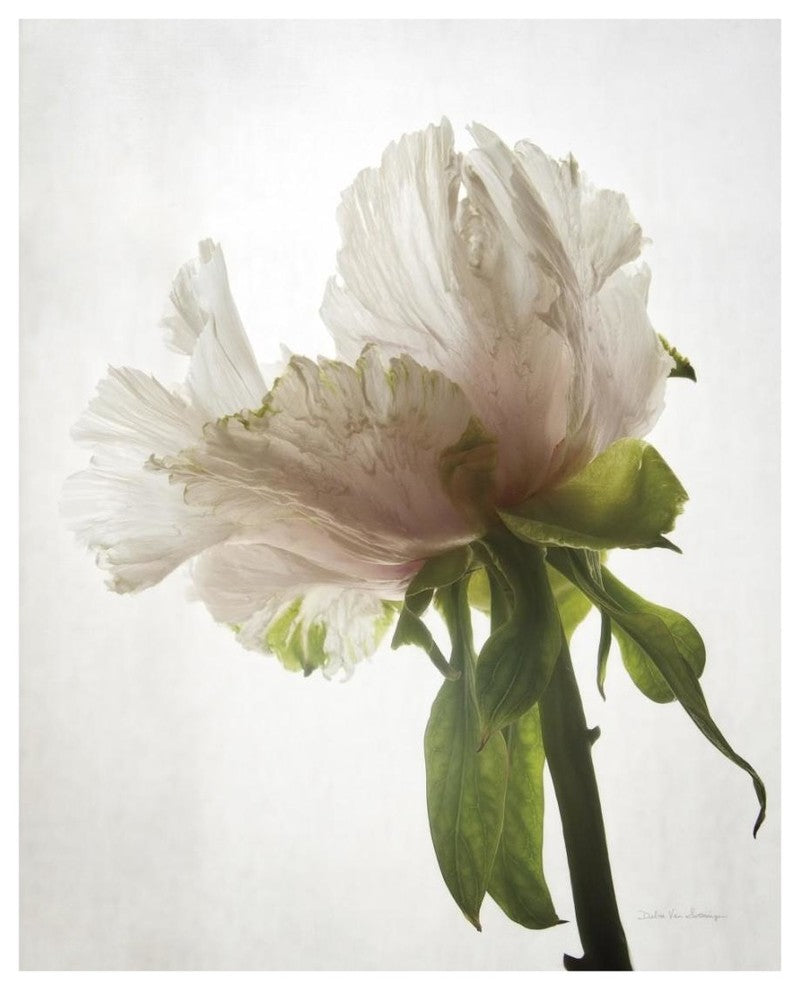 "Translucent Peony VIII" Digital Paper Print by Debra Van Swearingen, 18"x22"
