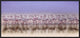 "Comrades In Color" Framed Canvas Giclee by Ahmed Thabet, 31x15"