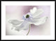 "Anemone Breeze" Framed Digital Print by Mandy Disher, 38"x28"