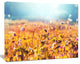 Summer Field with Beautiful Flowers, Floral Canvas Art Print, 40"x30"