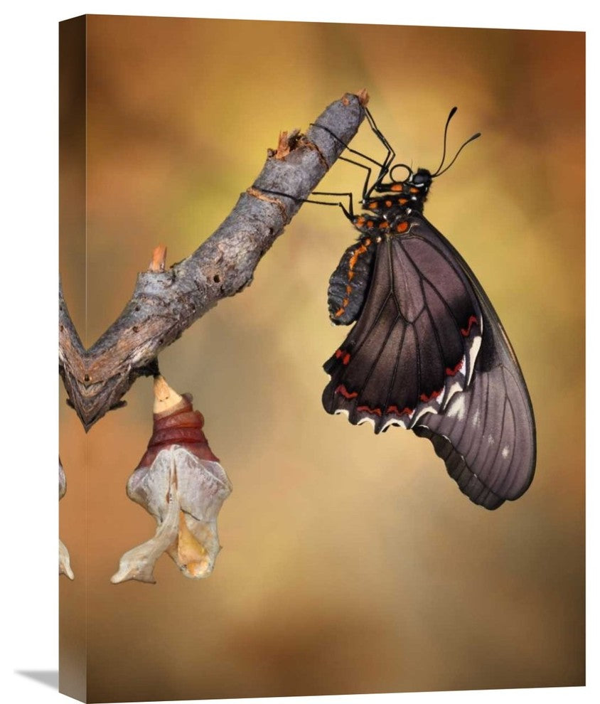 "Birth Of A Swallowtail" Stretched Canvas Giclee by Jimmy Hoffman, 17"x22"