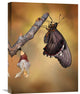 "Birth Of A Swallowtail" Stretched Canvas Giclee by Jimmy Hoffman, 17"x22"