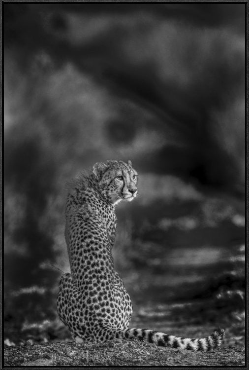The Look Back, 24"x36"