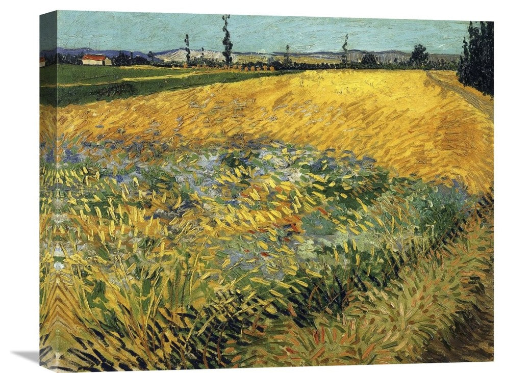 "Wheatfield 1888" Stretched Canvas Giclee by Vincent Van Gogh, 22"x18"