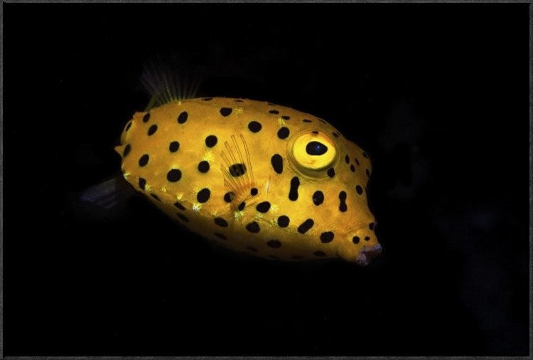 "Yellow Boxfish" Framed Canvas Giclee by Barathieu Gabriel, 37x25"