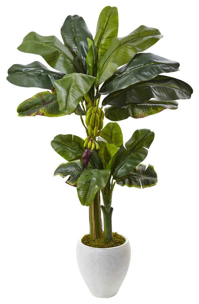 5' Double Stalk Banana Tree In White Planter