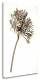 "Garden Bloom - 9" By Alan Blaustein, Giclee Print on Gallery Wrap Canvas