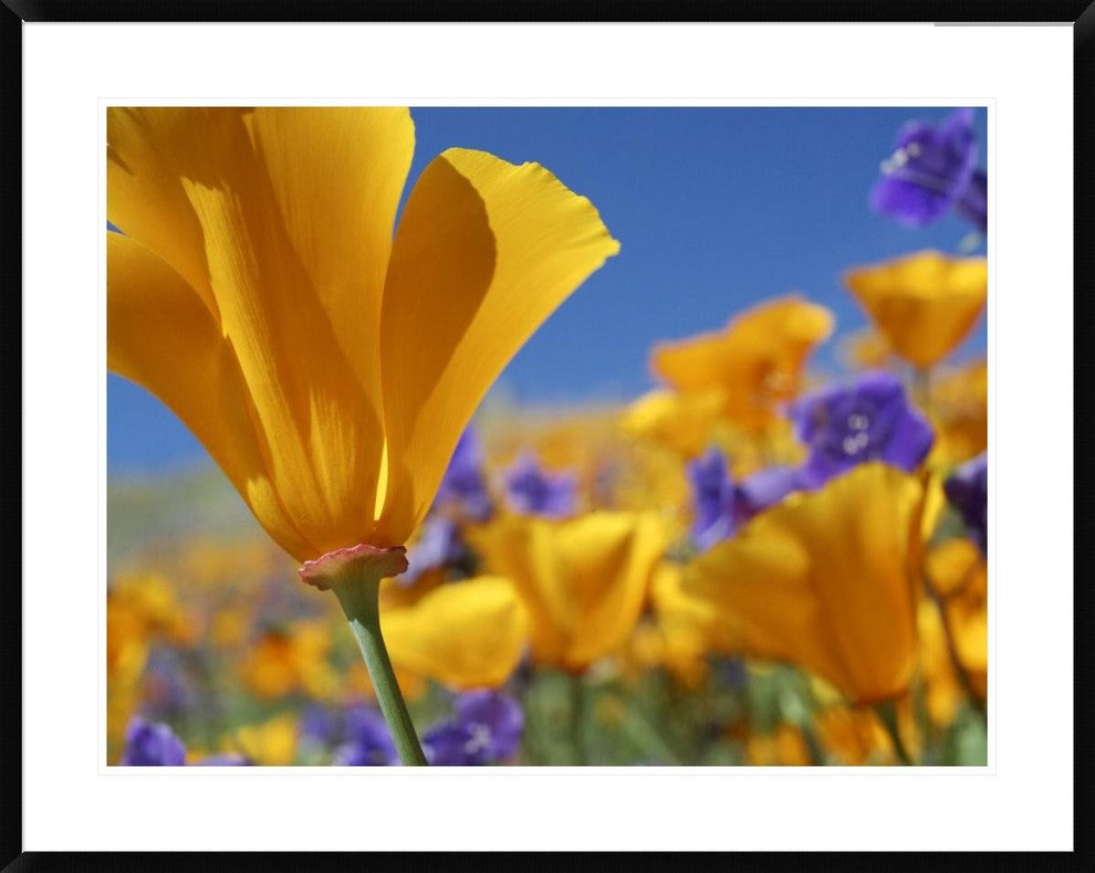 California Poppy Flowers, Antelope Valley, California, 38"x30"