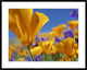 California Poppy Flowers, Antelope Valley, California, 38"x30"