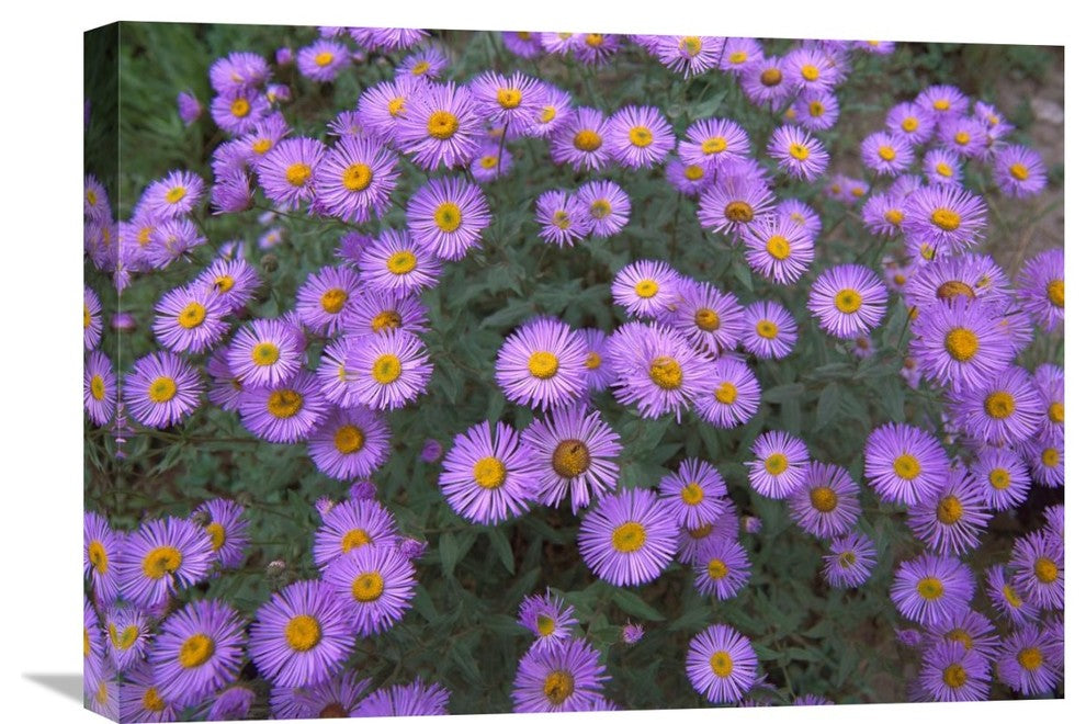 "Smooth Aster Plant In Full Summer Bloom, Colorado" Artwork, 24" x 18"