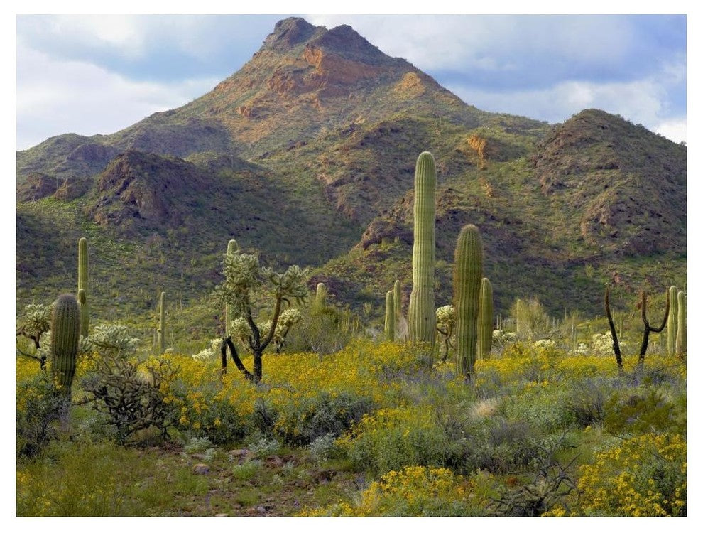 "Saguaro/Teddybear Cholla, Lupine/California Brittlebush" Paper Art, 50"x38"