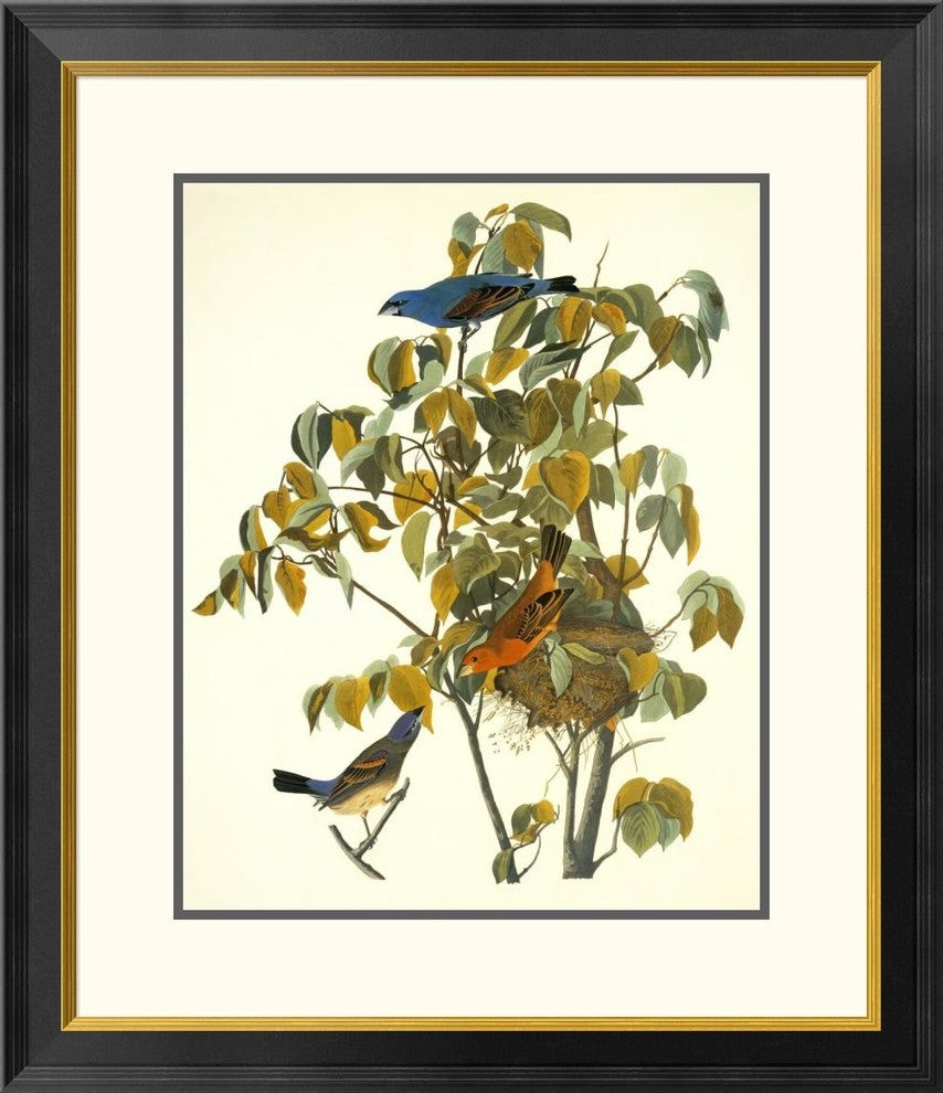 "Blue Grosbeak" Framed Digital Print by John James Audubon, 26x30"