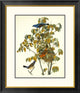 "Blue Grosbeak" Framed Digital Print by John James Audubon, 26x30"