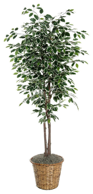 Full product image showing the entire tree in its pot on a white background.