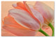 Cora Niele ''Two Orange Tulips'' Canvas Art