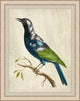 Blue Birds 8, Giclee Reproduction Artwork