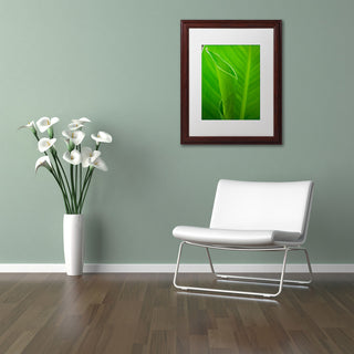 PIPA Fine Art 'Leaves Canna Lily' Matted Framed Art, 20x16
