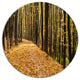 Dense Autumn Forest Woods, Modern Forest Disc Metal Artwork, 11"