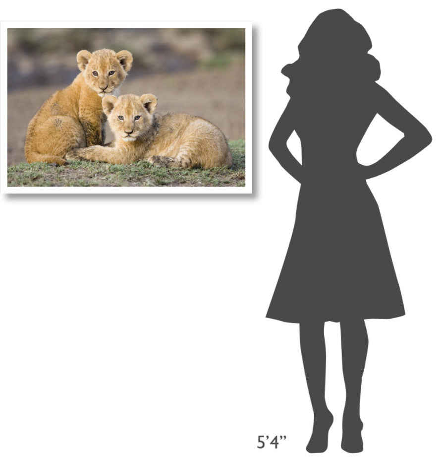 "African Lion cubs, vulnerable, Masai Mara National Reserve" Paper Art, 38"x26"