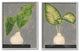 Large Palm Leaf Potted Plants Interior Still Life,16 x 20