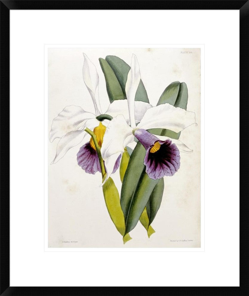 "Lily" Framed Digital Print by William Curtis, 20"x24"