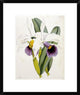 "Lily" Framed Digital Print by William Curtis, 20"x24"