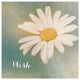 "Daisy Wishes" Digital Paper Print by Sue Schlabach, 42"x42"